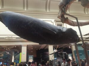 American History/Natural History Museum Combo Guided Tour - American History Museum: Anthem flag, First Ladies dresses, and the big story fast