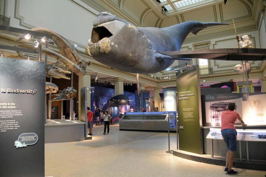 American History/Natural History Museum Combo Guided Tour - Price and value: what $89 buys you here