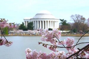 Cherry Blossom & Monuments Tour with Washington Monument, Museums - Price and What You’re Actually Buying for $59