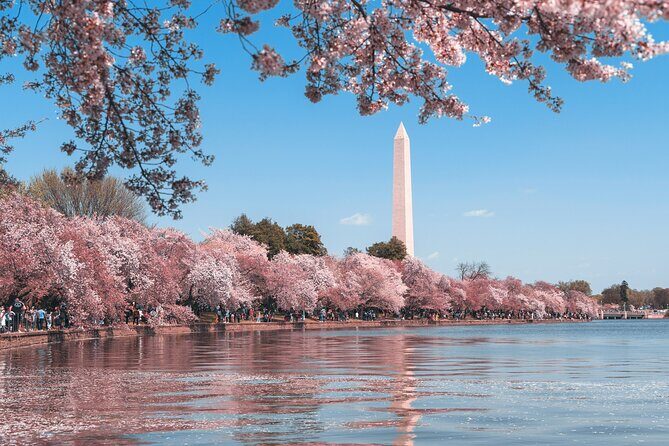 Cherry Blossom & Monuments Tour with Washington Monument, Museums - Tidal Basin in Cherry Blossom Season: The Only Walk You Can’t Skip