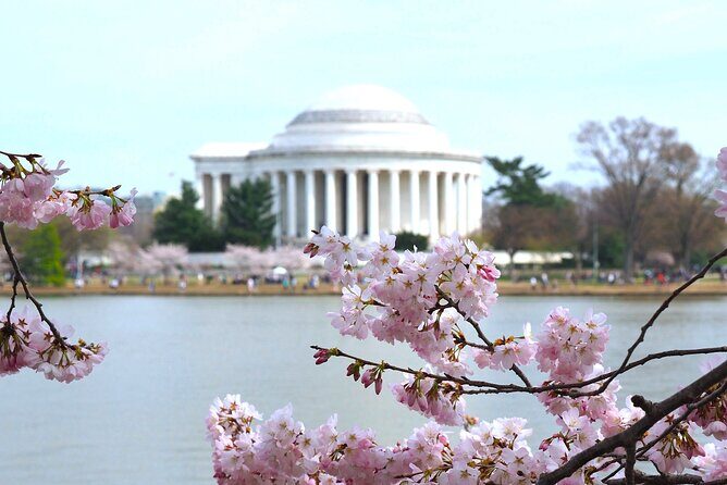 Cherry Blossom & Monuments Tour with Washington Monument, Museums - Price and What You’re Actually Buying for $59