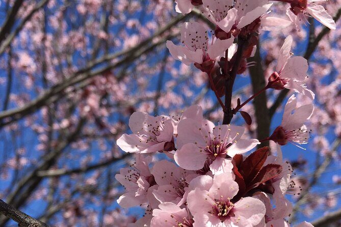 DC Kenwood Cherry Blossoms Half-Day Small Group Tour - Key Things I’d Pay Attention To