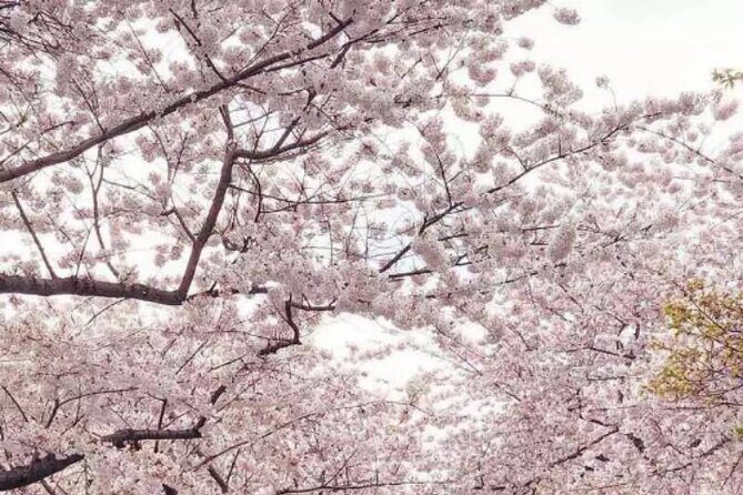 DC Kenwood Cherry Blossoms Half-Day Small Group Tour - Kenwood’s Cherry Blossoms: Quiet Streets, Big Photo Potential