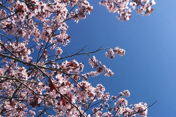 DC Kenwood Cherry Blossoms Half-Day Small Group Tour - Kenwood Community Stop: How to Use Your 90 Minutes