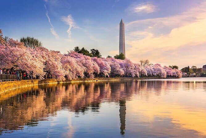 DC Kenwood Cherry Blossoms Half-Day Small Group Tour - Guide Quality: When It’s Great, It Makes the Walk