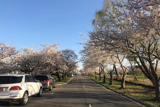DC Kenwood Cherry Blossoms Half-Day Small Group Tour - The Real Timing: A 2-Hour Plan That’s More Walk Than Lecture
