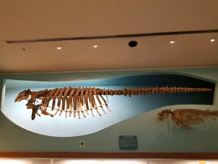 Guided Tour of The Natural History Museum - Getting Oriented at 900 Constitution Ave NW