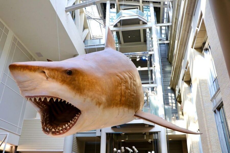 Guided Tour of The Natural History Museum - Who This Tour Fits Best (and Who Might Want Something Else)