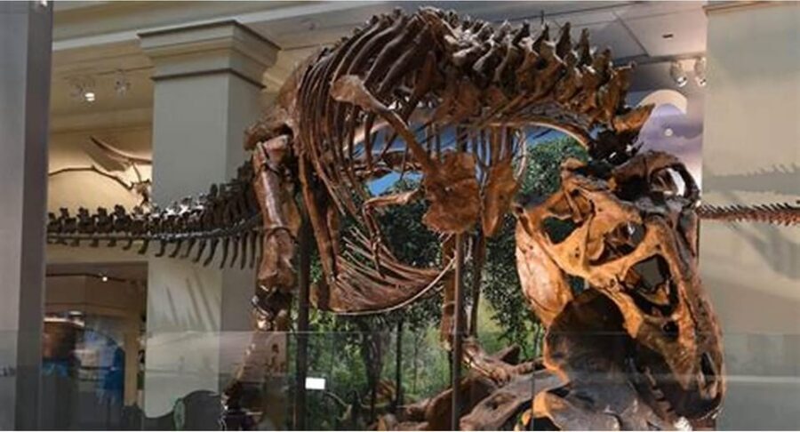 Guided Tour of The Natural History Museum - Should You Book the Guided Tour of the Natural History Museum?