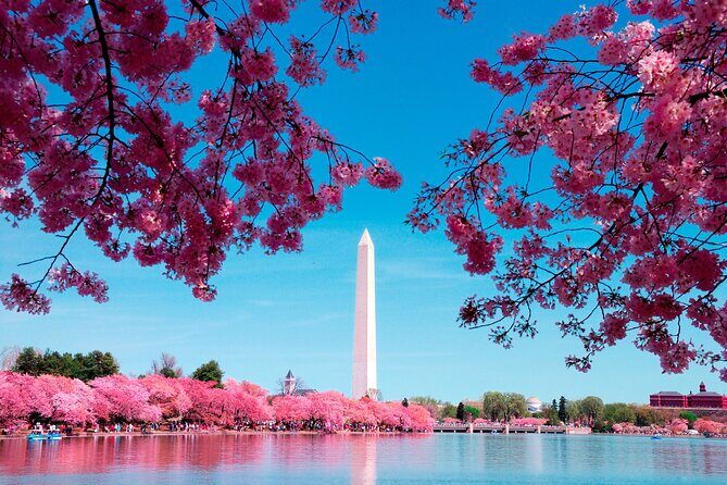 National Mall & Cherry Blossoms Tour with Optional Museum Tickets - Cherry blossoms: how to plan for late March to early April
