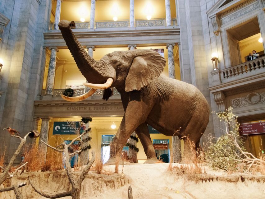 Natural History Museum & American History Museum - Quick Recharge and a Smooth Transition to American History