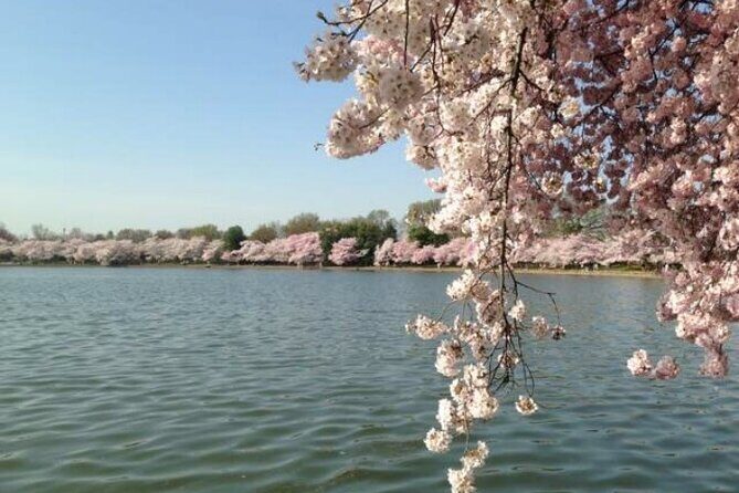NYC to D.C Day Trip: Thomas Jefferson Memorial to Cherry Blossoms - Pickup details and timing: the real-life stuff that affects your day