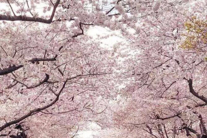 NYC to D.C Day Trip: Thomas Jefferson Memorial to Cherry Blossoms - How the guide helps you see more (without wasting time)