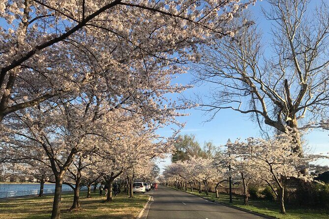 NYC to D.C Day Trip: Thomas Jefferson Memorial to Cherry Blossoms - What the long ride is really for