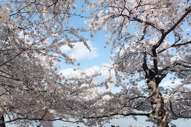 NYC to D.C Day Trip: Thomas Jefferson Memorial to Cherry Blossoms - Money and value: what you’re paying for