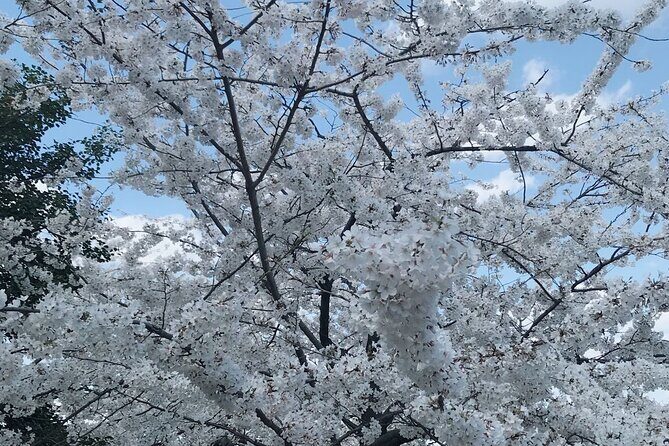 NYC to D.C Day Trip: Thomas Jefferson Memorial to Cherry Blossoms - What to bring so the day doesn’t feel annoying