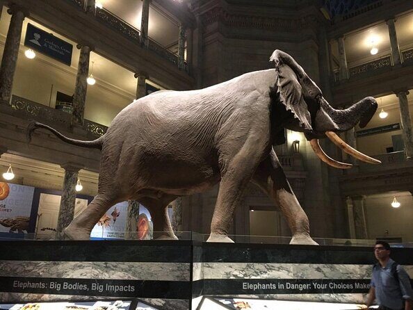 Smithsonian Museum of Natural History - Exclusive Guided Tour - Key things to know before you go