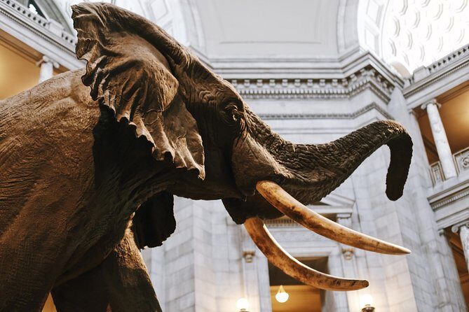 Smithsonian Museum of Natural History - Exclusive Guided Tour - Who this tour fits best