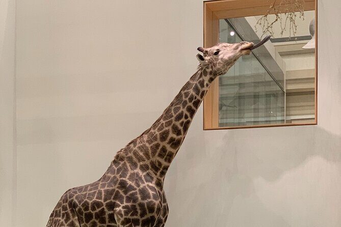Smithsonian Museum of Natural History Guided Tour - Who this tour fits best (and who might prefer going solo)