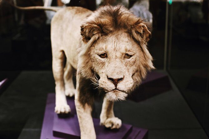 Smithsonian Museum of Natural History Small Group Tour: 8ppl Max - Price and value: what $89.67 buys in 2 focused hours