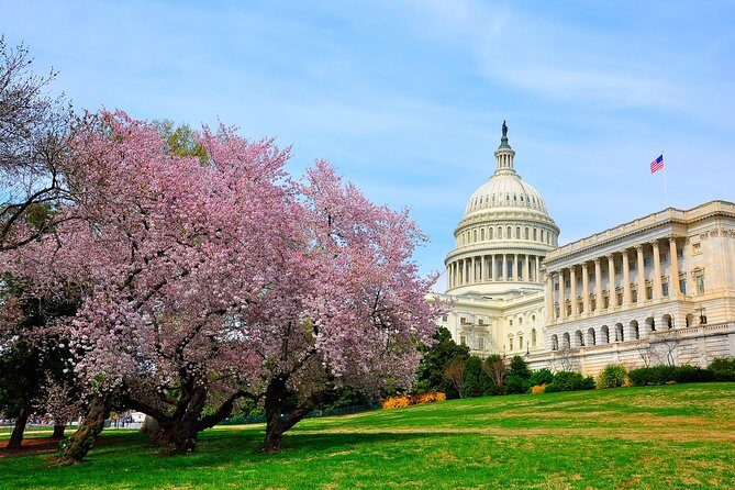 The DC Cherry Blossom Bus Tour with Tidal Basin Guided Walk - The walking reality: what to pack and how to avoid a sore-day surprise