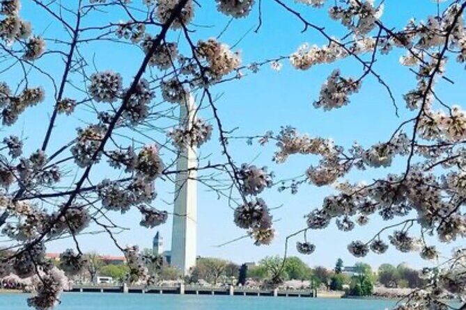 The DC Cherry Blossom Bus Tour with Tidal Basin Guided Walk - Value check: is $59 worth it for cherry blossoms plus DC landmarks?