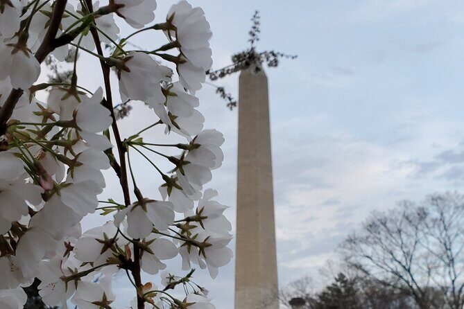 The DC Cherry Blossom Bus Tour with Tidal Basin Guided Walk - Who should book this tour (and who should think twice)
