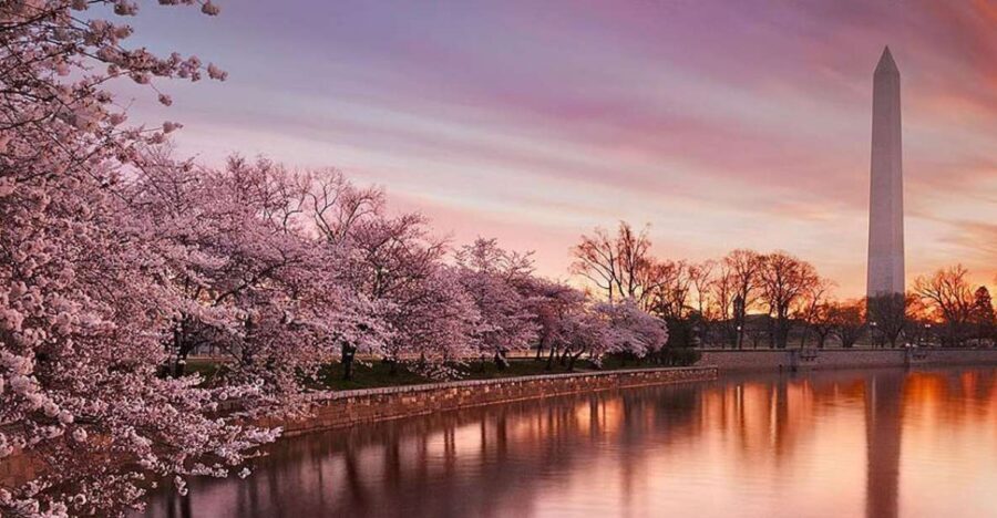 Washington: Cherry Blossom Tour - Key highlights worth knowing