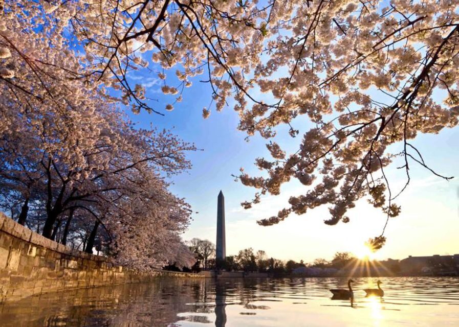 Washington: Cherry Blossom Tour - Meeting at the U.S. Navy Memorial Plaza and setting up the day