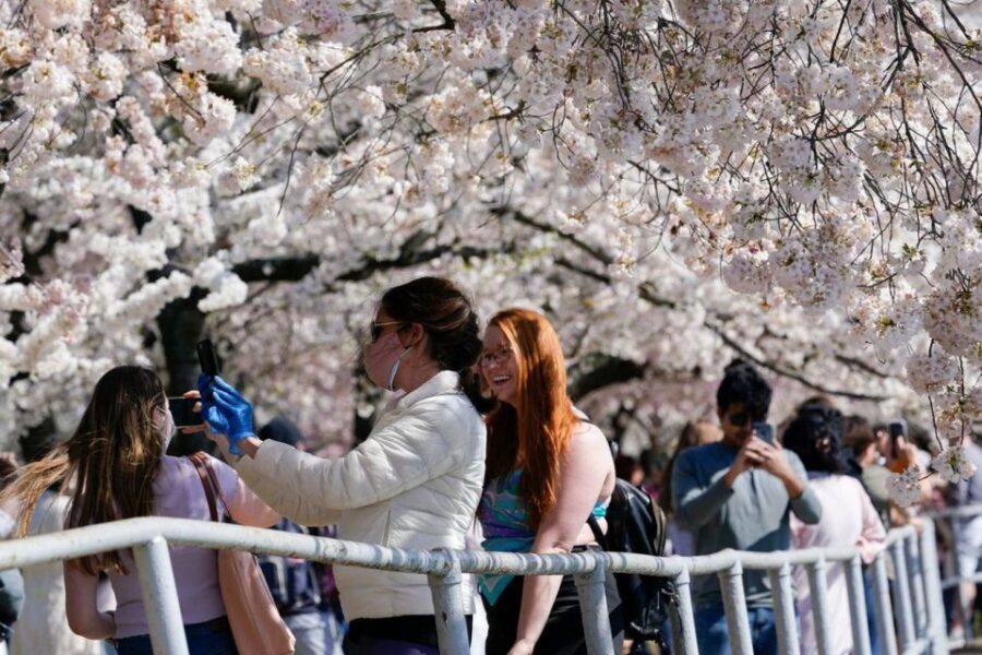 Washington DC: Cherry Blossom Walking Tour - Key Highlights to Know Before You Go
