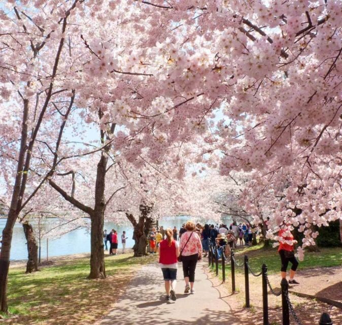 Washington DC: Cherry Blossom Walking Tour - Price and Value for $45: What You’re Really Buying