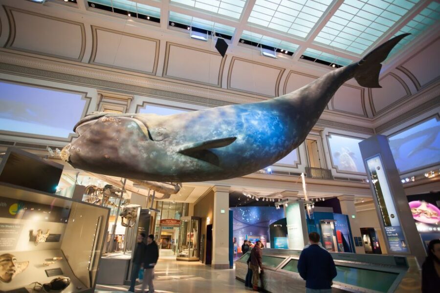 Washington DC: Museum of Natural History Private Guided Tour - Price and Value for a Private Group of Up to 5