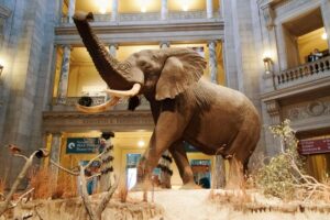 Washington DC: National Museum of Natural History Tour - Price and time: is $86 for 2.5 hours a smart value?