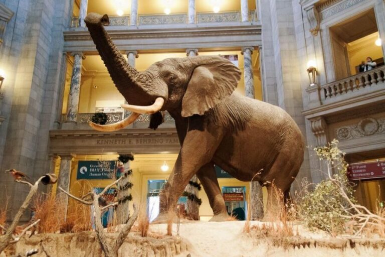 Washington DC: National Museum of Natural History Tour - Price and time: is $86 for 2.5 hours a smart value?