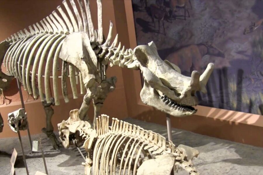 Washington DC: National Museum of Natural History Tour - Real mummies and the art of explaining the past