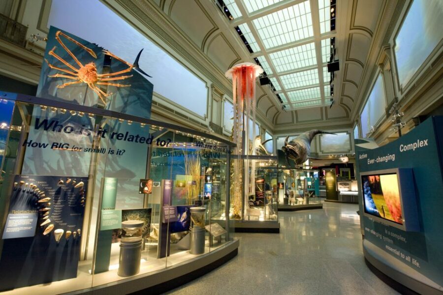 Washington DC: National Museum of Natural History Tour - Ocean Hall and a real coral reef experience: the sea comes indoors